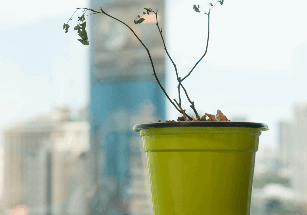 a-planta-que-nao-quer-crescer