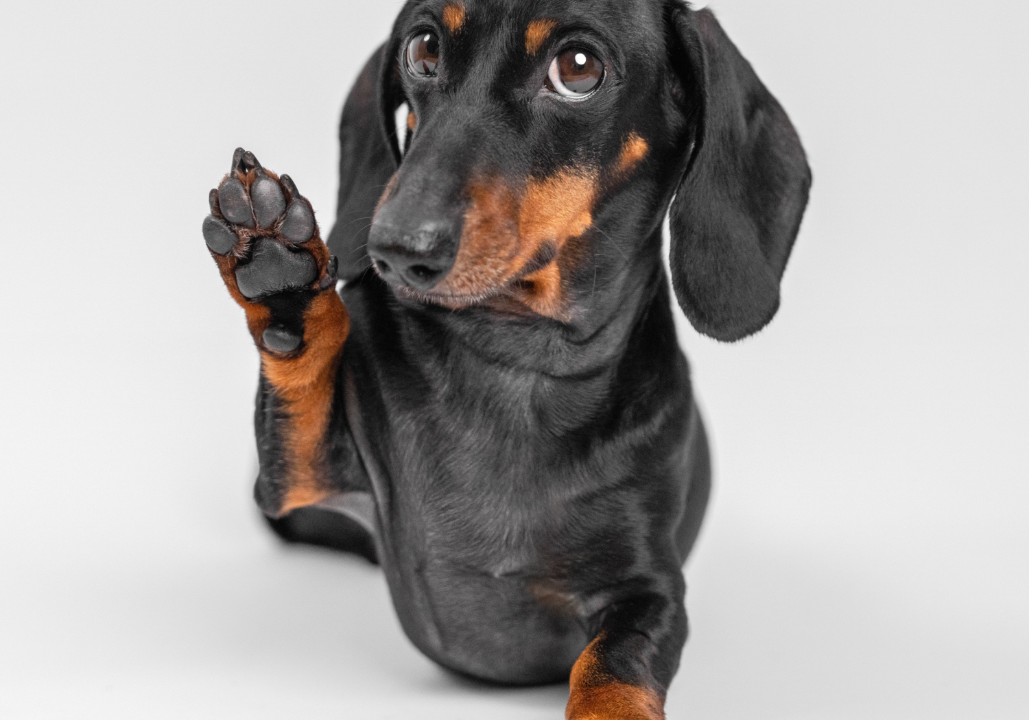 dogasknicely