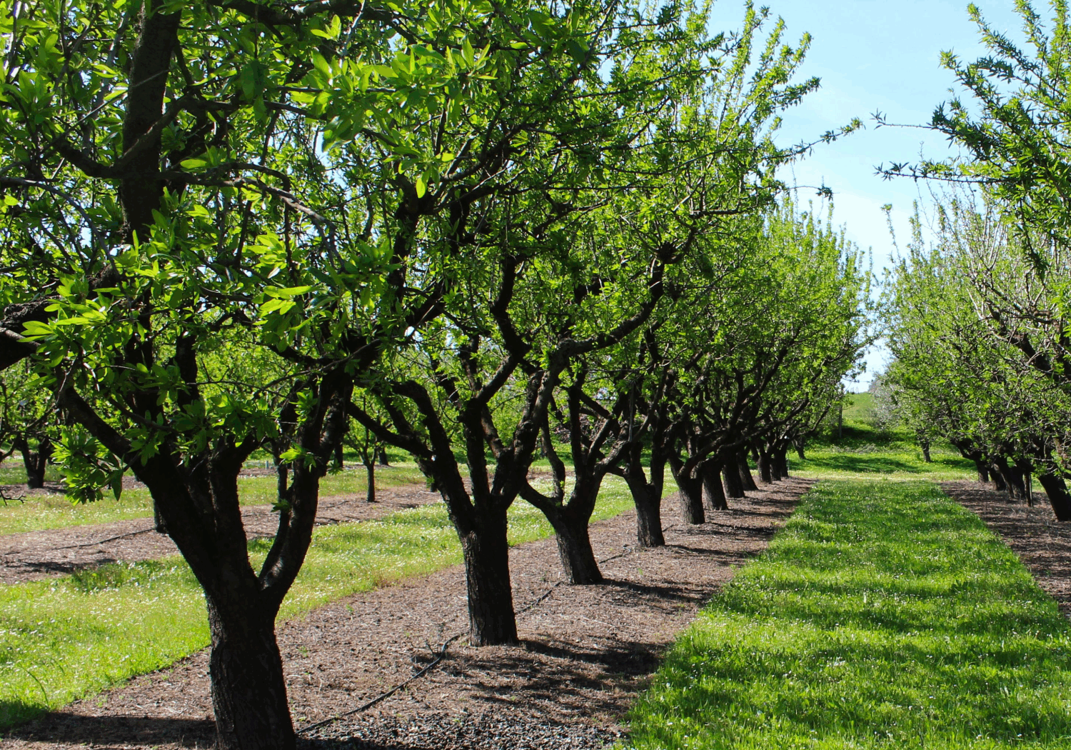 uma-manha-de-agricultura-no-alentejo