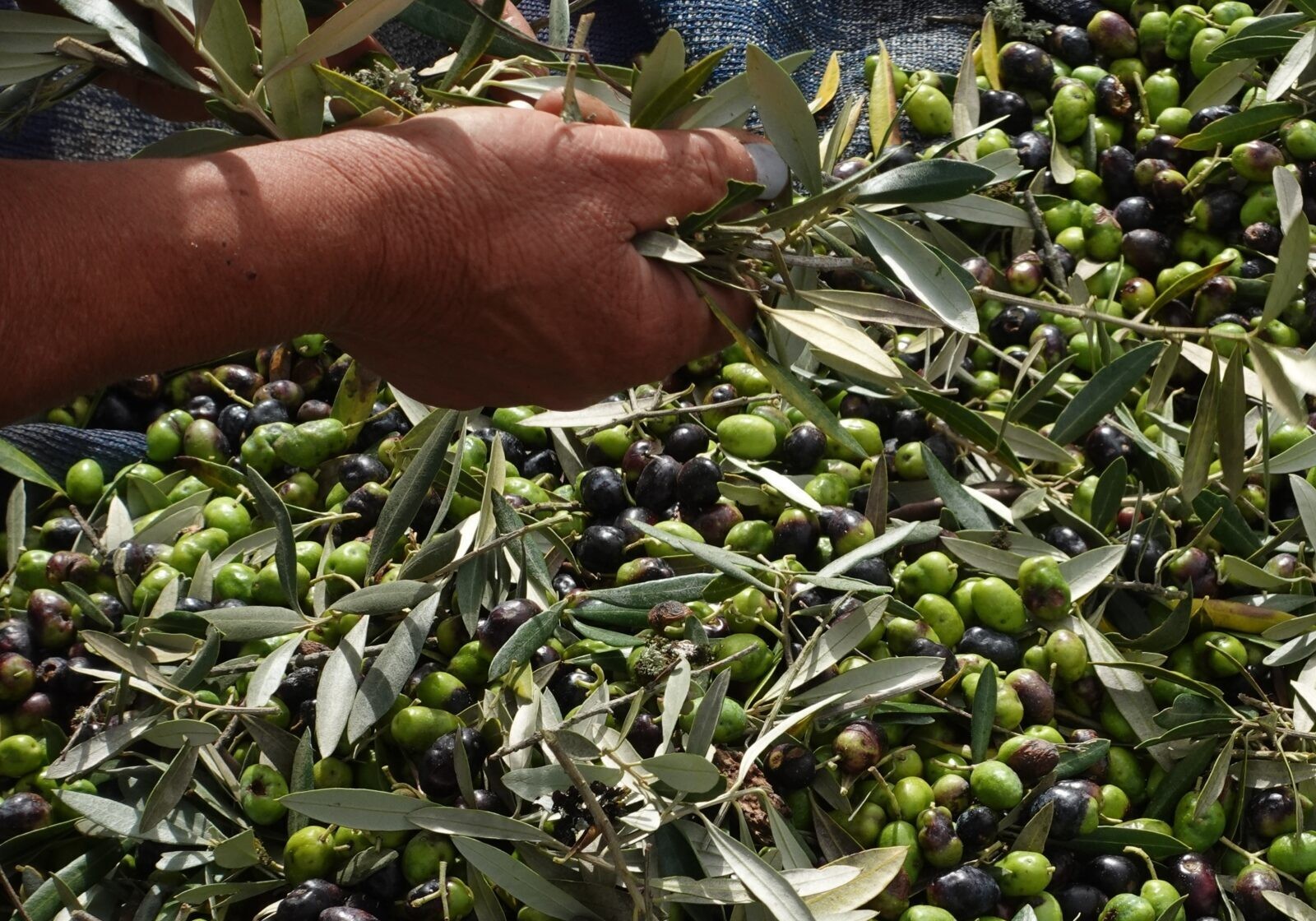 Olive,Picking.,Olive,Harvest.,Ripe,Portuguese,Olives.,Hand-harvesting.