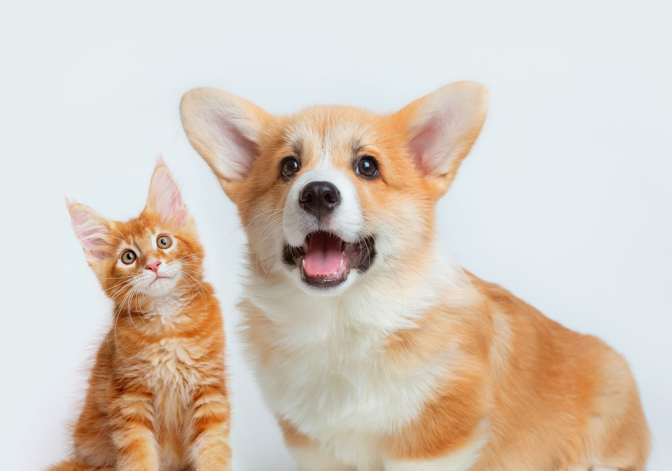 an organ kitten next to a corgi