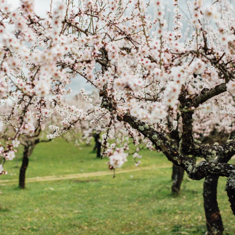 Lenda das Amendoeiras em Flor