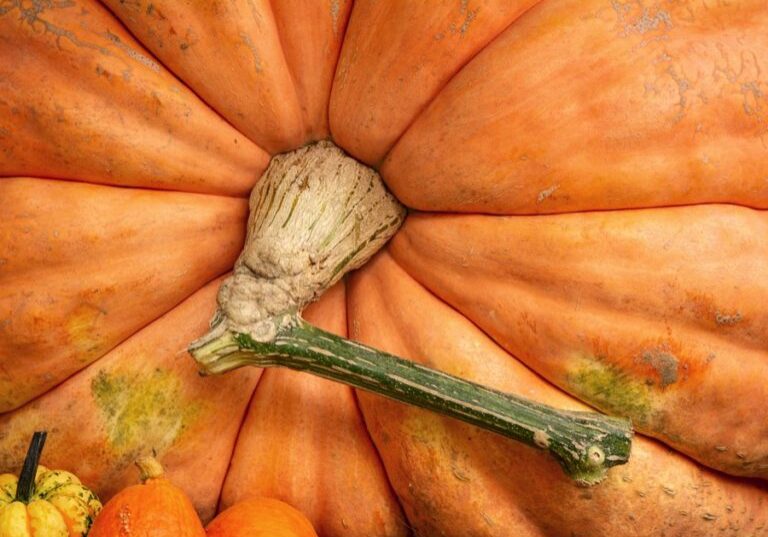 a-maior-abobora-do-mundo