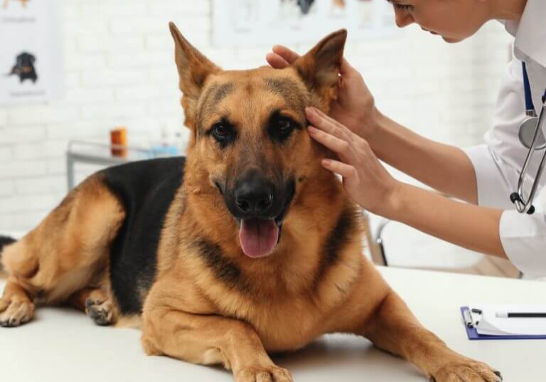 uma-ida-ao-veterinario